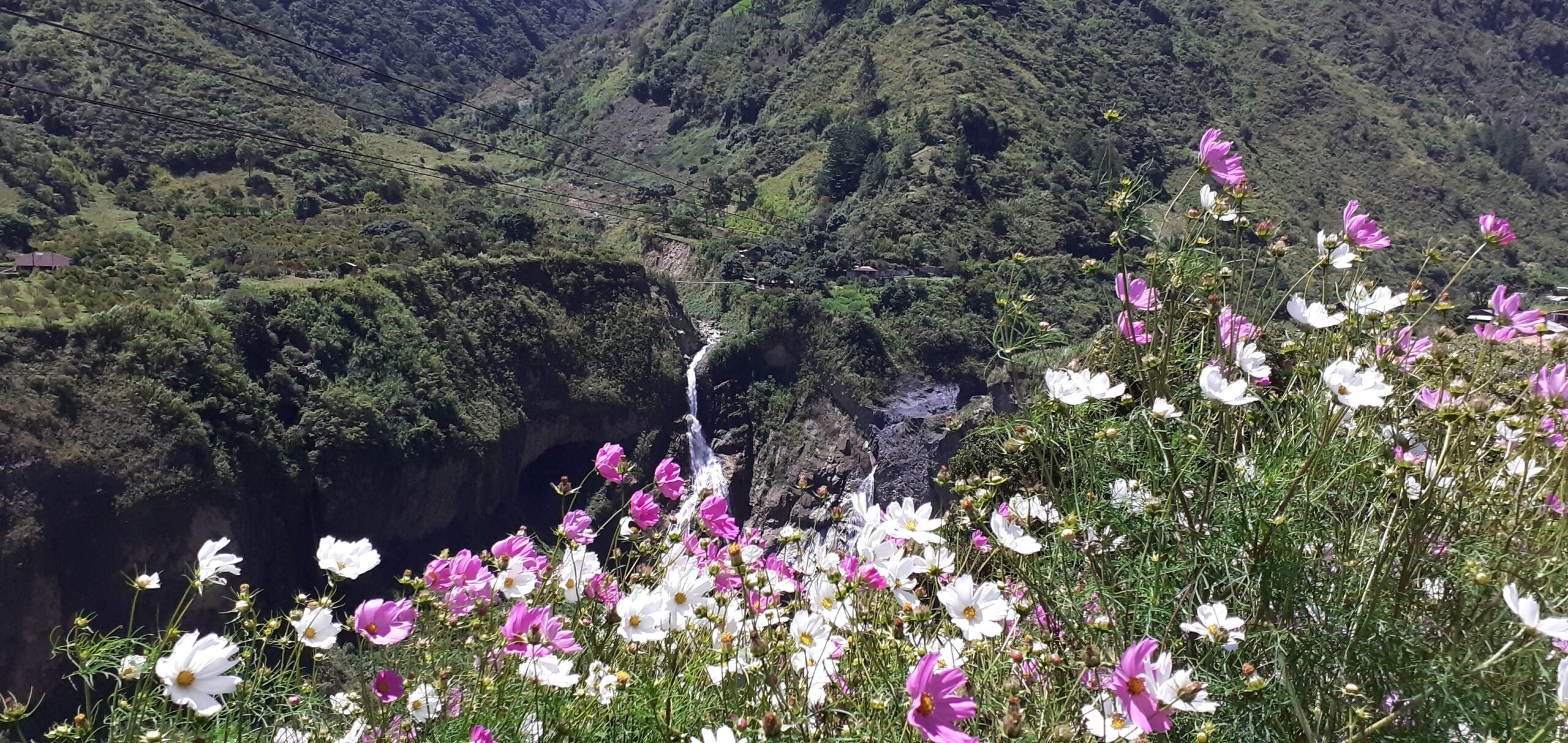 Blanca flor